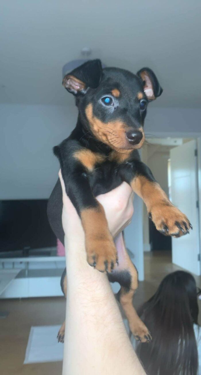 Just Brung My Boy Back To His Forever Home Today