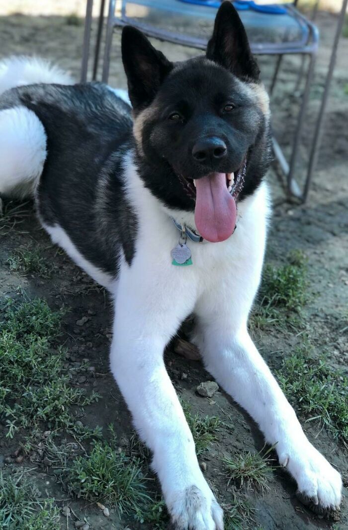 Meet Kakoa She's The Newest Adoptee To My 6 Akita Family Happy We Found Each Other Baby Girl! Ill Never Give Up On You, You Finally Found Your Forever Home Time To Build Great Memories!