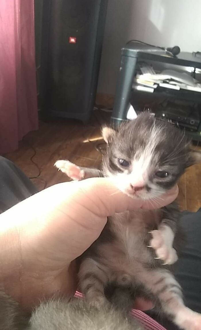 Meet Wrigley, My Newly Adopted Cat. While He Is Was Still With His Mom And Litter, This Was One Of The Pictures Sent To Me By Owner To Select A Kitten. I Knew As Soon As I Saw Those Kitten Mittens: Wrigley Had A Forever Home