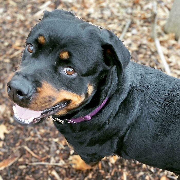 Forever Home - Found! Lots Of Driving Today, But Totally Worth It. This Pretty Lady Will Never Be Force Bred Again. Welcome Home, Baby