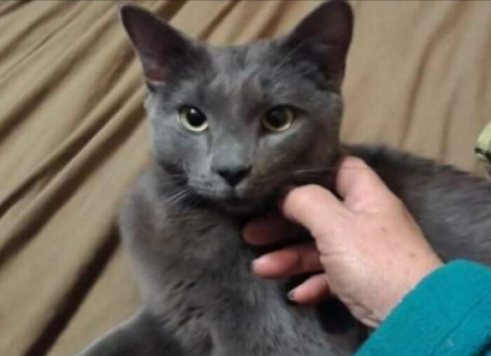 Meet Little Man. Isnt He A Handsome Boy? We Rescued Him And We Intended To Foster Him, But He Decided This Is Home, So He Now Has A Forever Home With Us