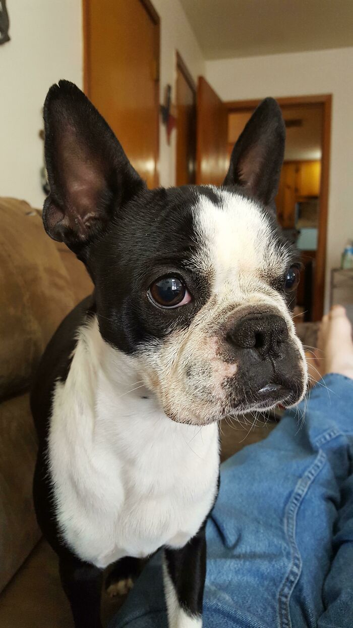 Foster Failure! Harley Q Was Supposed To Be With Us Until She Found A Forever Home. I Guess She Did