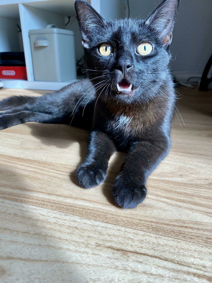 He Looks Like He Has Never Seen Leaves Before. Welcome To Your Forever Home Marti