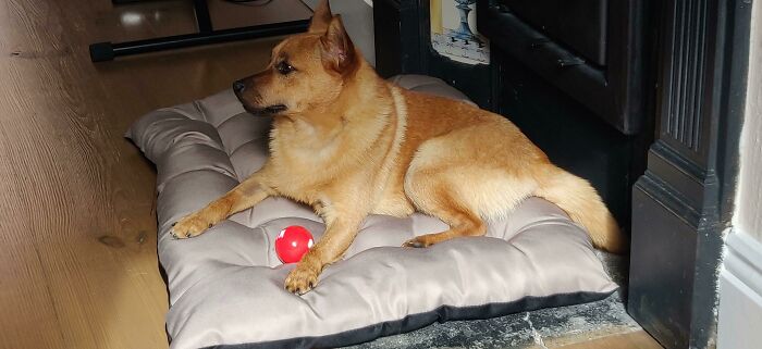 Day One In His Forever Home