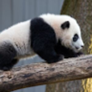 delaneypaquin avatar