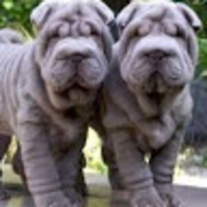 anistinsmullen avatar