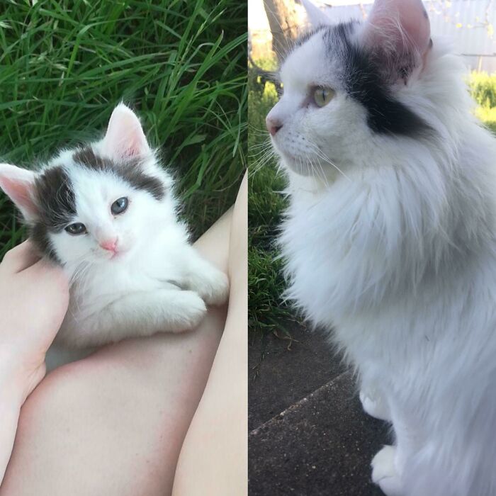 In 10 Months He Managed To Grow A Mane!