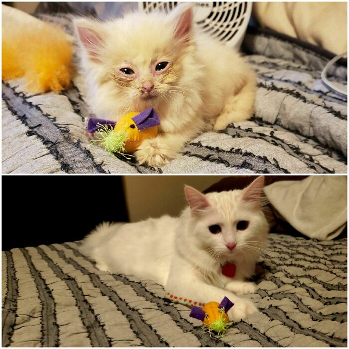 Nimbus And Her Glow Up (Toy Mouse For Scale)