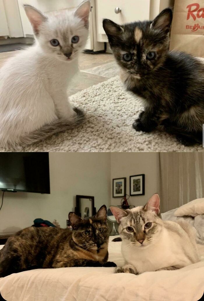 11 Weeks To 11 Months - Sisters