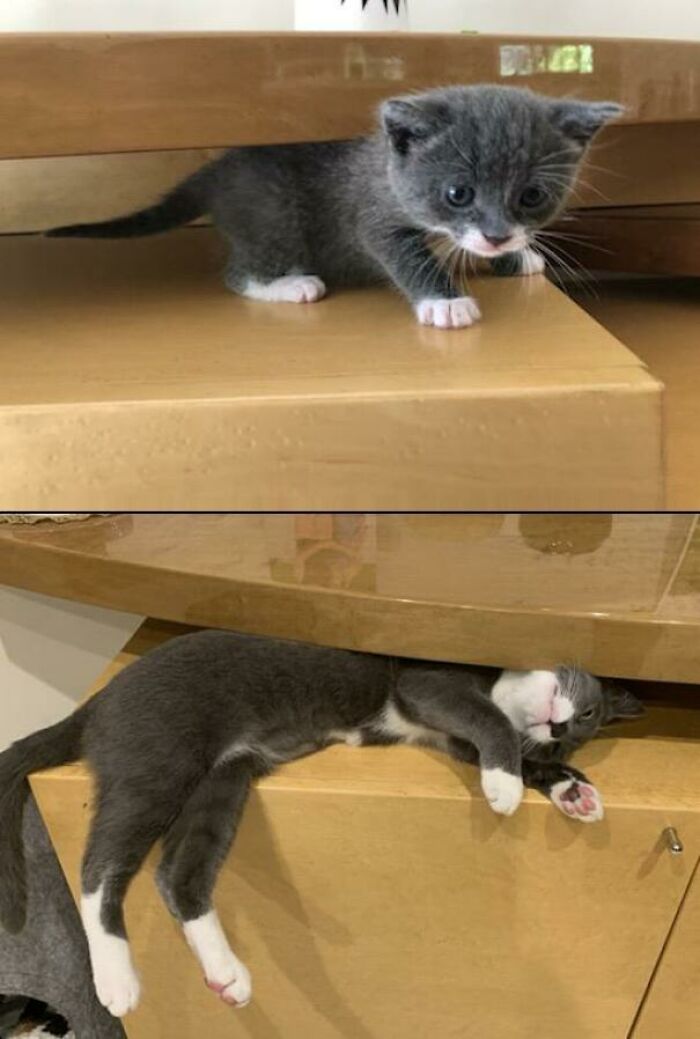 Since July 2019, The Table Has Inexplicably Gotten Smaller