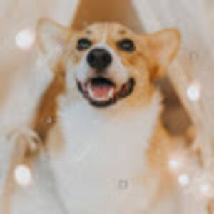 quinncopeland avatar