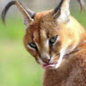 natasjaverhofstadt avatar