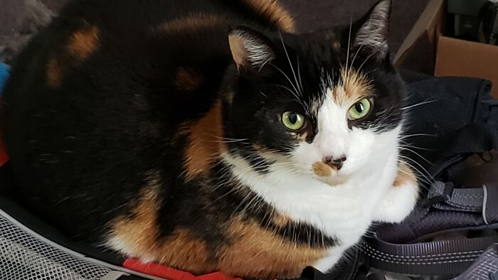 Miss Punx At 18 Lbs. Not A Lick Of Fat Either!