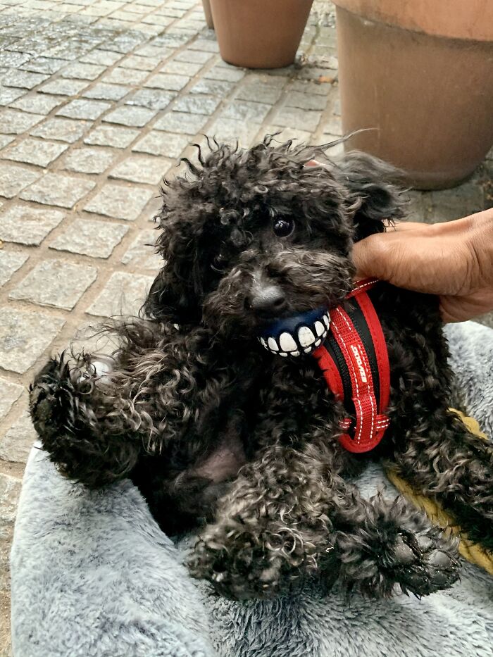 Believe It Or Not, Underneath Is A Cuter Toy Poodle - 3 Weeks To Next Groom