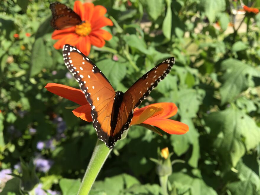 Wildlife Photography Wildlife Photography