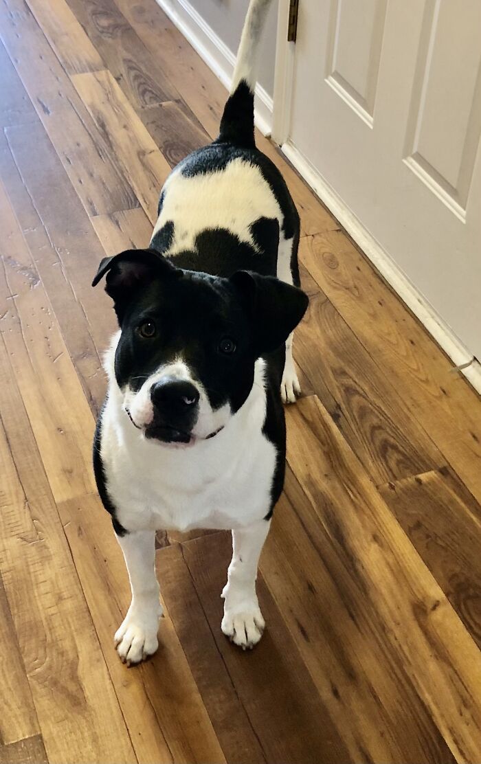 This Is Janey. We Rescued Her When She Was 3 Months And Now She’s One!