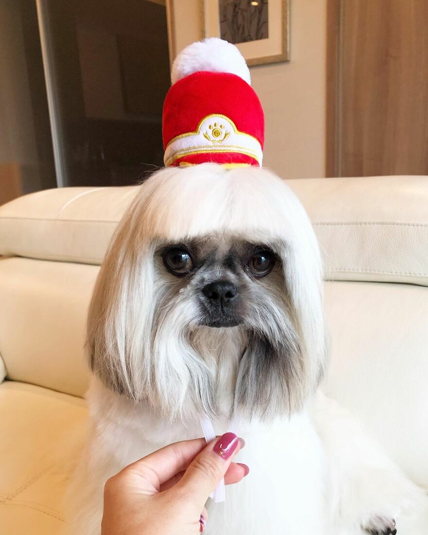 Small dog fashionista with a white wig and red pop star style hat sitting on a cream couch indoors.