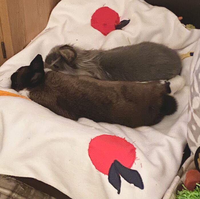 Sleepy Bunnies