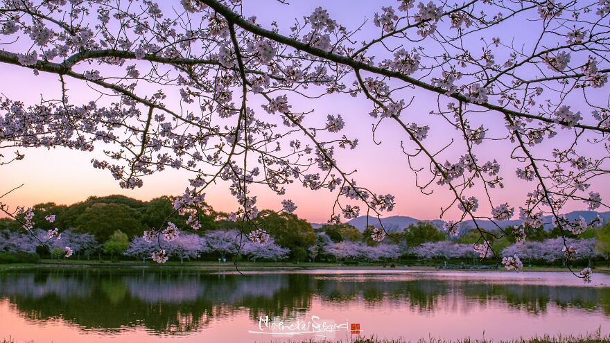 I Captured Sakura Blooming In Japan (25 Pics)