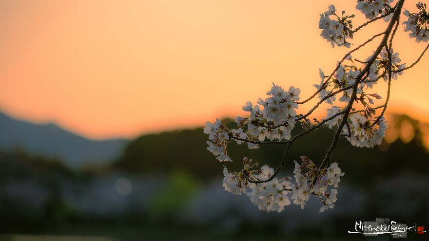 I Captured Sakura Blooming In Japan (25 Pics)