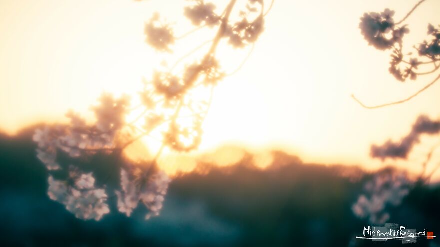 I Captured Sakura Blooming In Japan (25 Pics)