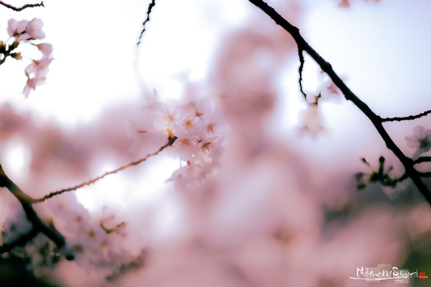 I Captured Sakura Blooming In Japan (25 Pics)