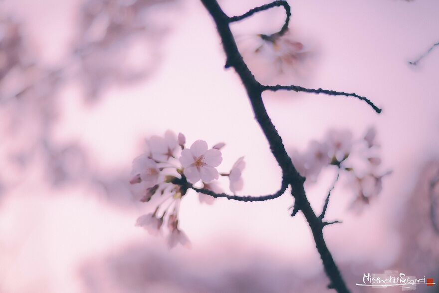 I Captured Sakura Blooming In Japan (25 Pics)