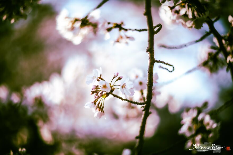 I Captured Sakura Blooming In Japan (25 Pics)