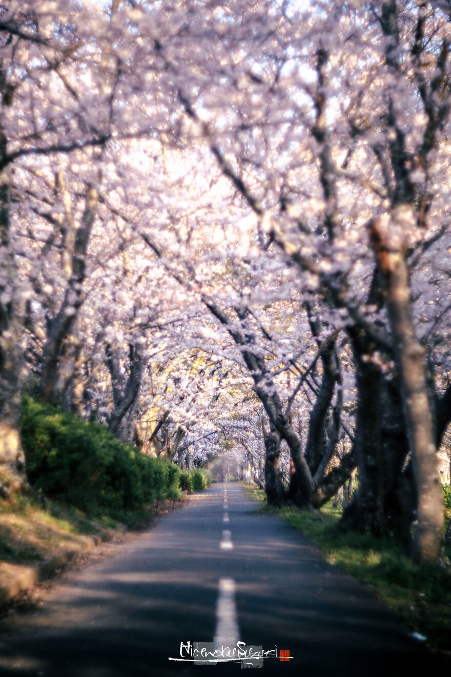 I Captured Sakura Blooming In Japan (25 Pics)