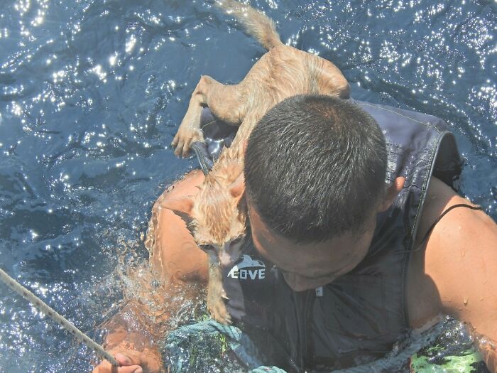 Thai Navy Officer Jumps Into Water And Swims To Rescue These Four Cats From A Rapidly Sinking Ship