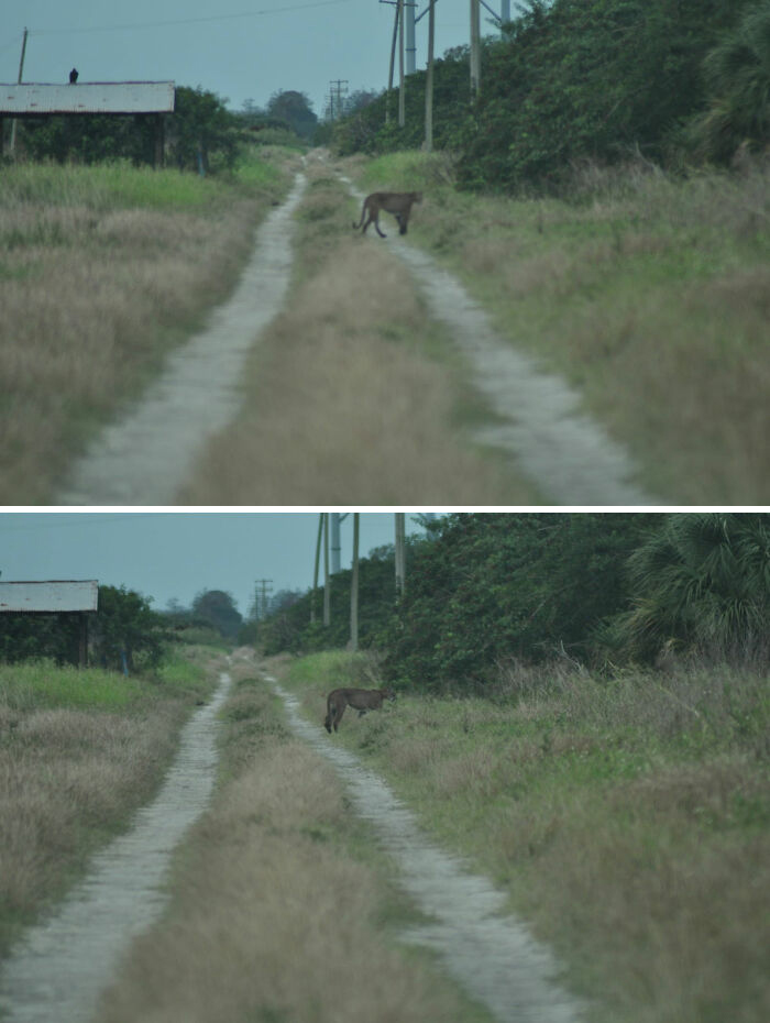 You'd Think Since I'm A Florida Panther Biologist, That I Just Snuggle Panthers All Day Long, Right?