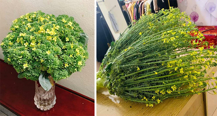 My Broccoli Is Blossoming