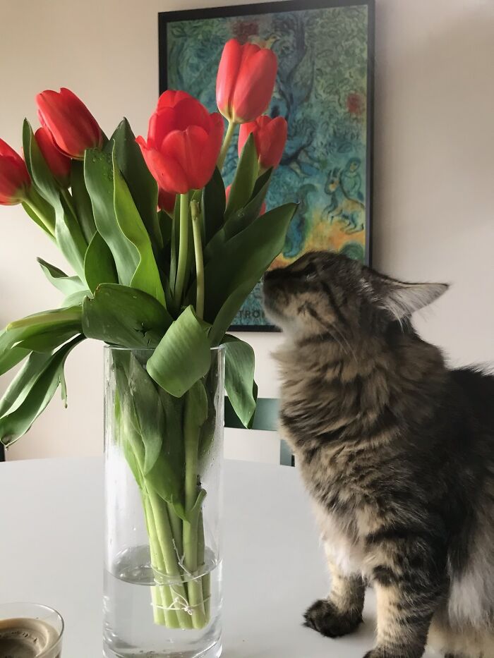 Cyrus Tiptoes Through The Tulips