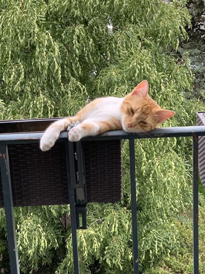 This Ledge Looks Comfortable, I Will Nap Here