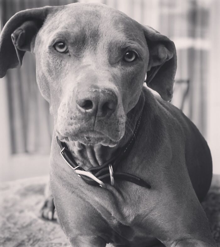 Rainer- Such A Handsome And Sweet Weimaraner Pittie. Literally The Best Cuddled In The World!