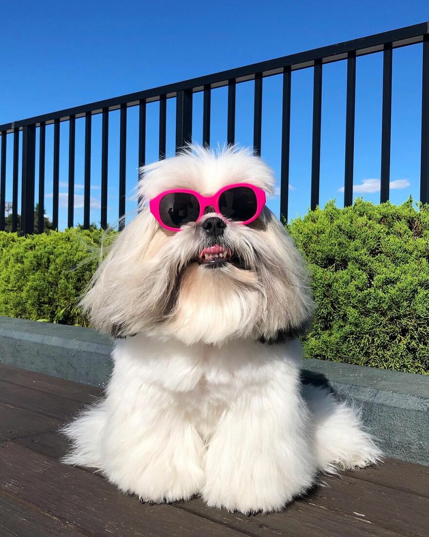 Fluffy dog fashionista wearing pink sunglasses sitting outdoors with greenery and blue sky in the background.
