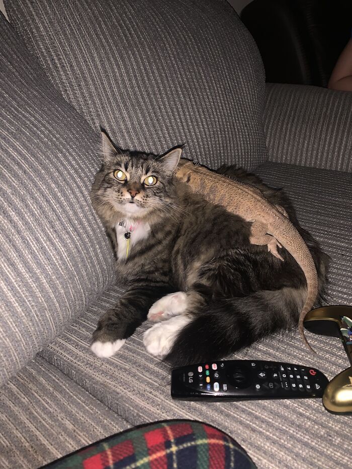 My Cat Loves Our Bearded Dragon, Ganondorf. She Lets Him Sleep On Her Back, And Sometimes Licks His Face To Groom Him. It’s Super Adorable. We Could Learn A Lot From Animals.