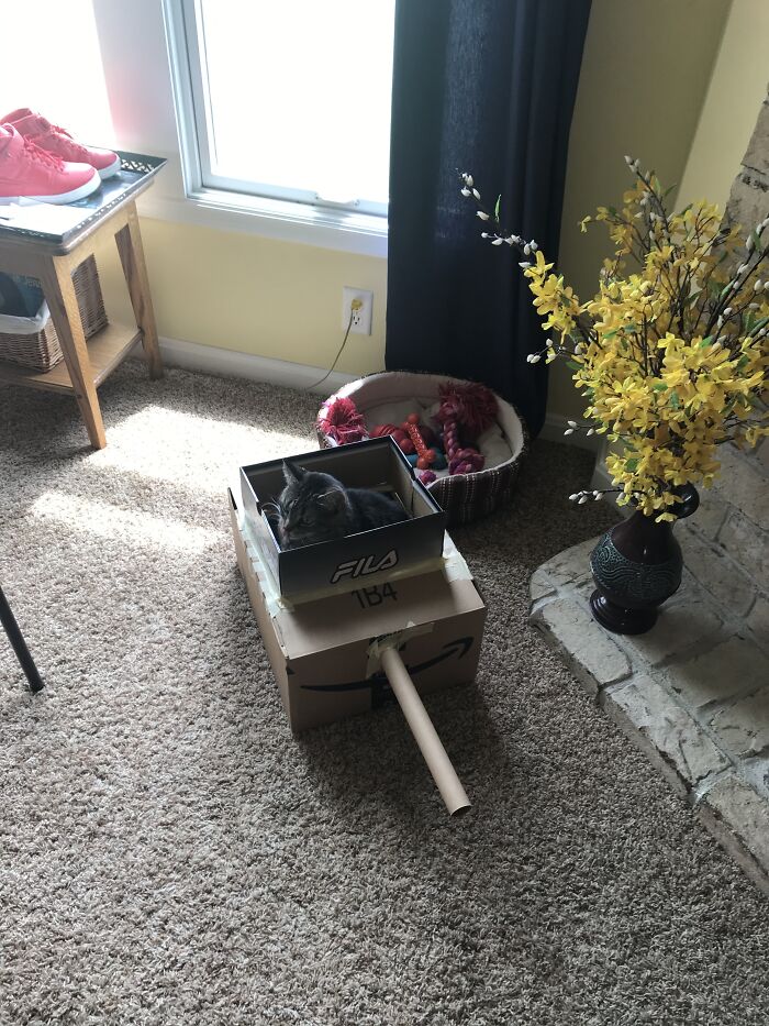 Cat In Homemade Tank