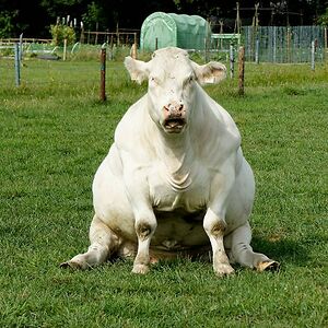 muustache7234 avatar