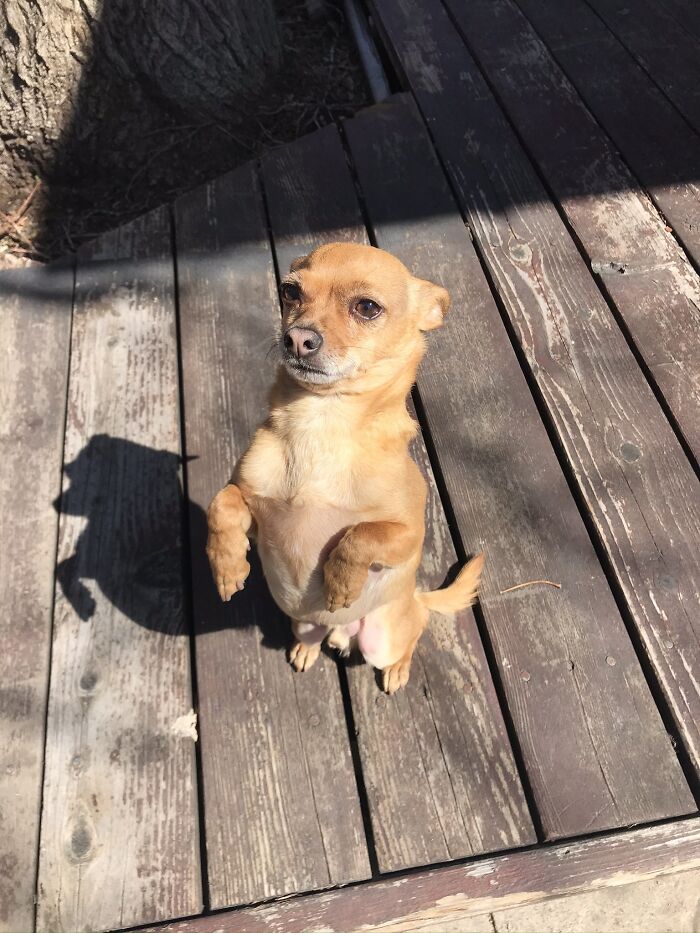 Hunter. Previous Owner Going Blind Had To Find Hunter A Home. Lucky Us!