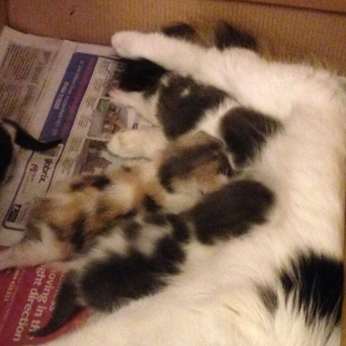 Smokie The Tortie - 3 Days Old. Four This April