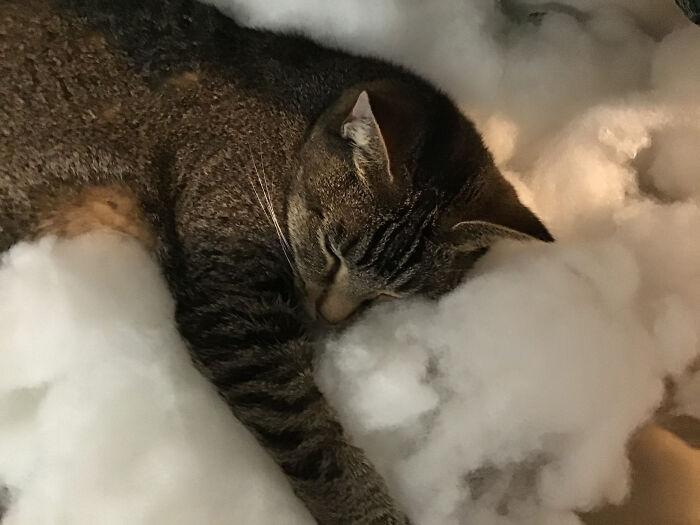 My Cat Luna In The Clouds