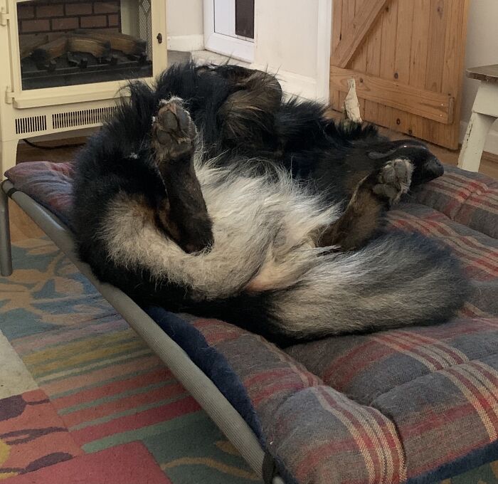 The Noble Shepherd, Always Alert And Vigilant