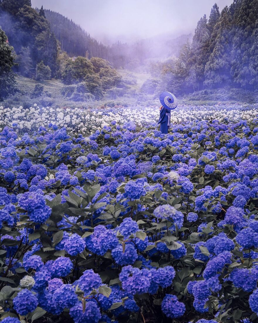 I Took A Photo With Friends In The Garden Of Hydrangeas In Japan While Sitting In Isolation In Moscow, Russia