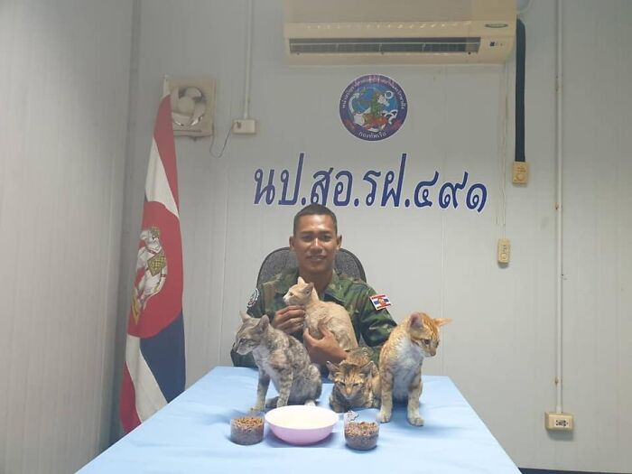 Thai Navy Officer Jumps Into Water And Swims To Rescue These Four Cats From A Rapidly Sinking Ship