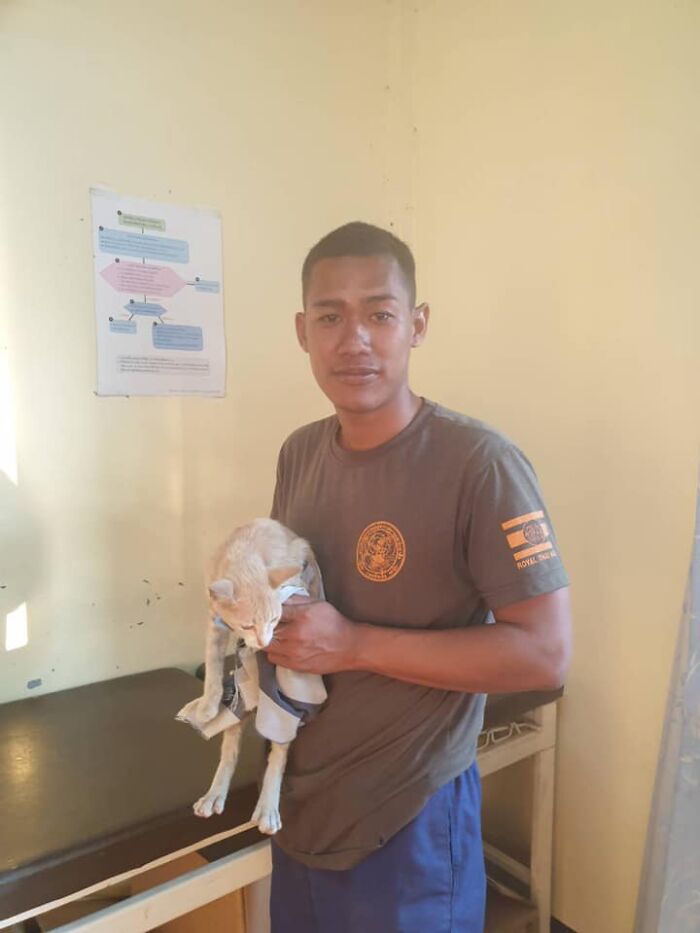 Thai Navy Officer Jumps Into Water And Swims To Rescue These Four Cats From A Rapidly Sinking Ship Thai Navy Officer Jumps Into Water And Swims To Rescue These Four Cats From A Rapidly Sinking Ship