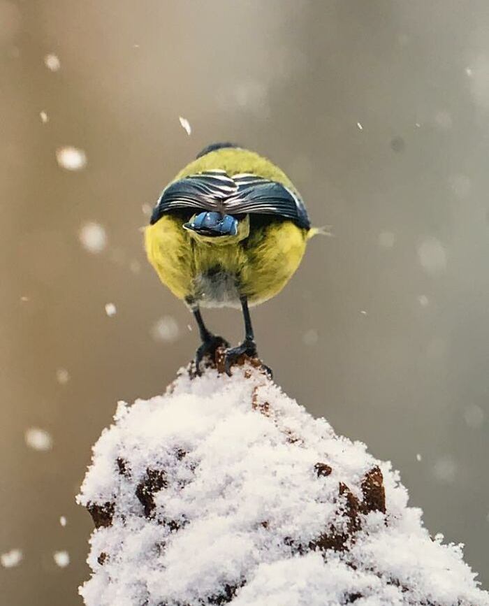 A Blue Tit