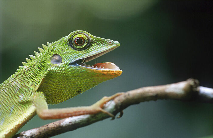 Behaviour - Amphibians And Reptiles, Bronze: Mr Endy, Singapore