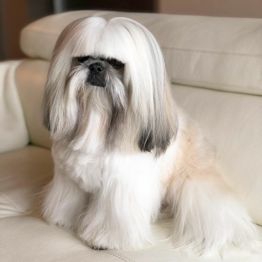 Small dog fashionista with long, flowing fur styled like a pop star, sitting on a light-colored couch.