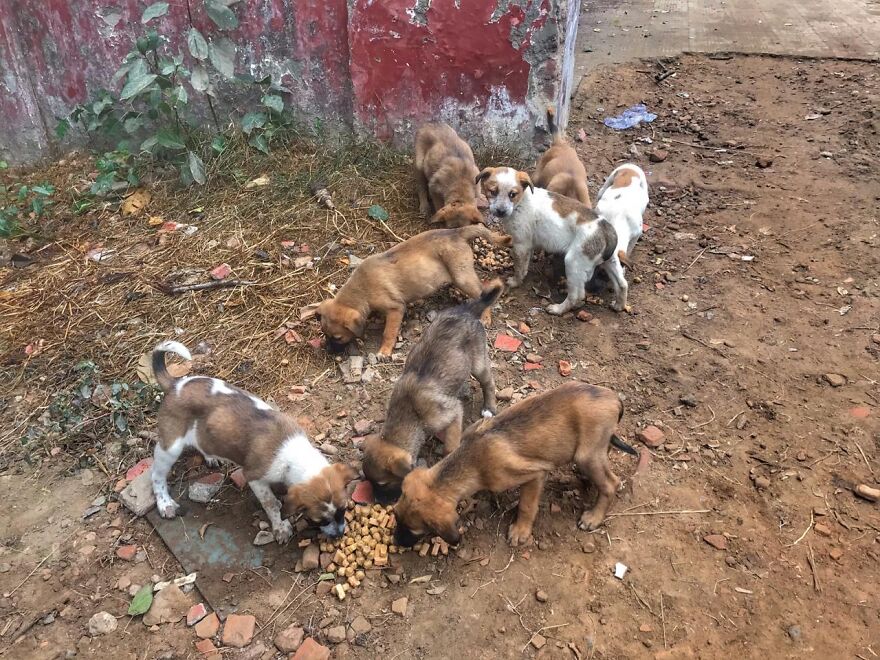 I'm Making A Fundraiser For Treatment For 4 Sweet Puppies